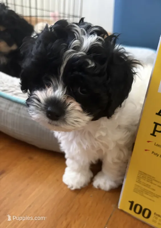 Curly – Cavapoo, Havapoo puppy for sale in Colorado Springs, CO
