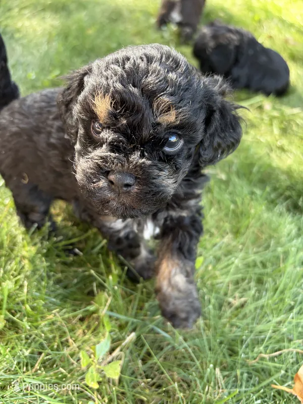 Tucker – Havapoo puppy for sale in Colorado Springs, CO