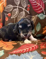 Socks, a male Havapoo for sale in Colorado Springs, CO – 3 of 10