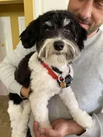 Tucker, a male Havapoo for sale in Colorado Springs, CO – 6 of 6