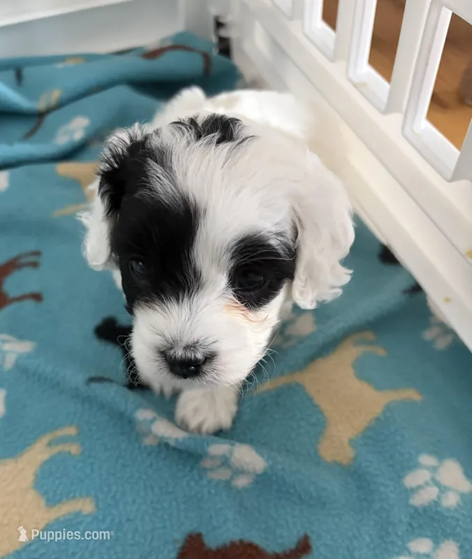 Patches – Cavapoo puppy for sale in Colorado Springs, CO