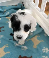 Patches, a female Cavapoo for sale in Colorado Springs, CO – Photo 2 of 5