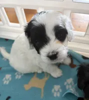 Patches, a female Cavapoo for sale in Colorado Springs, CO – Photo 3 of 5
