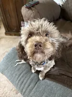 Winston, a male Havapoo for sale in Colorado Springs, CO – 6 of 6