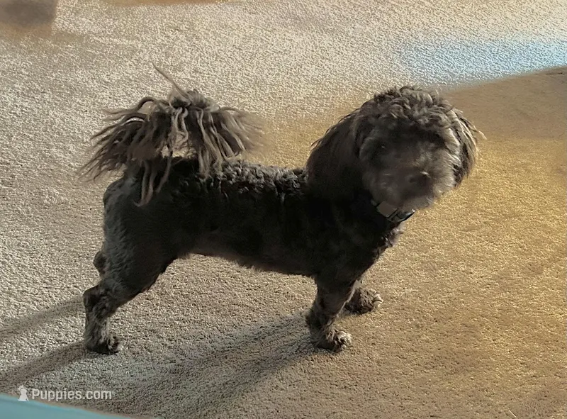 Winston – Havapoo puppy for sale in Colorado Springs, CO