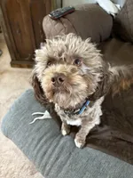 Winston, a male Havapoo for sale in Colorado Springs, CO – 5 of 6