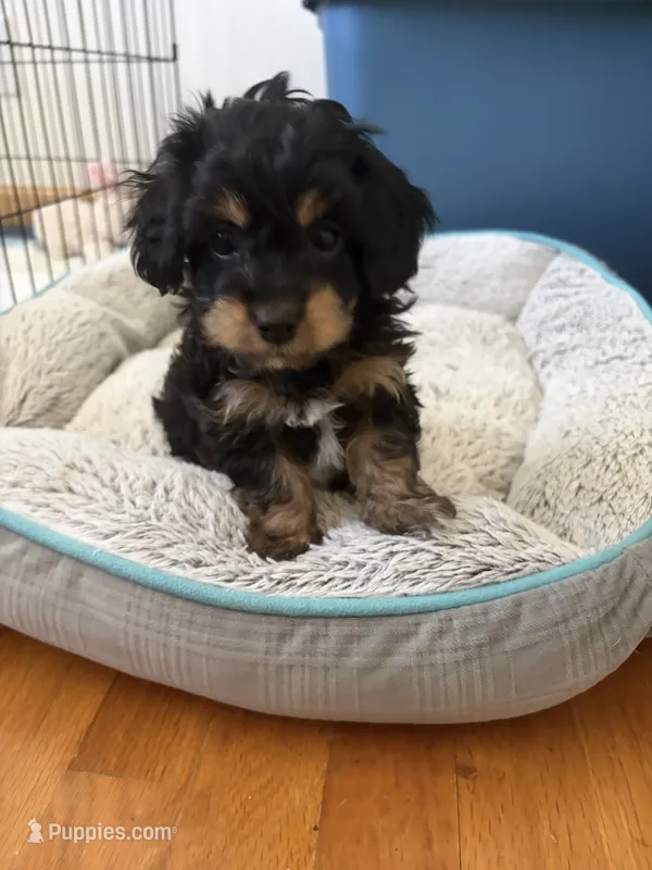 Henry – Cavapoo, Havapoo puppy for sale in Colorado Springs, CO