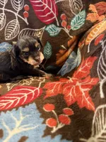 Jill, a female Havapoo for sale in Colorado Springs, CO – 3 of 6