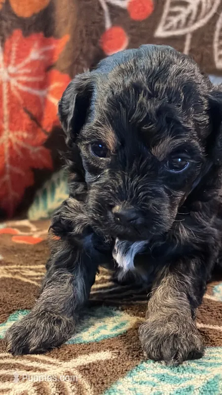 Tucker – Havapoo puppy for sale in Colorado Springs, CO