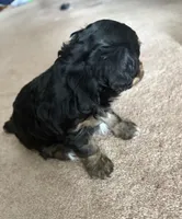 Henry, a male Cavapoo and Havapoo for sale in Colorado Springs, CO – Photo 3 of 5