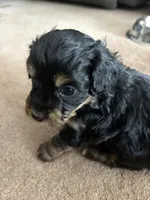 Henry, a male Cavapoo and Havapoo for sale in Colorado Springs, CO – Photo 4 of 5