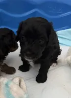 Jack, a male Cavapoo and Havapoo for sale in Colorado Springs, CO – Photo 1 of 4