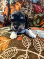 Socks, a male Havapoo for sale in Colorado Springs, CO – 7 of 10