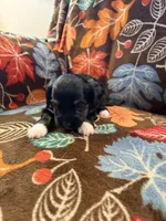 Mittens, a female Havapoo for sale in Colorado Springs, CO – 3 of 7