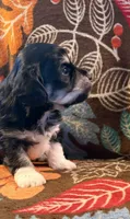 Socks, a male Havapoo for sale in Colorado Springs, CO – 4 of 10