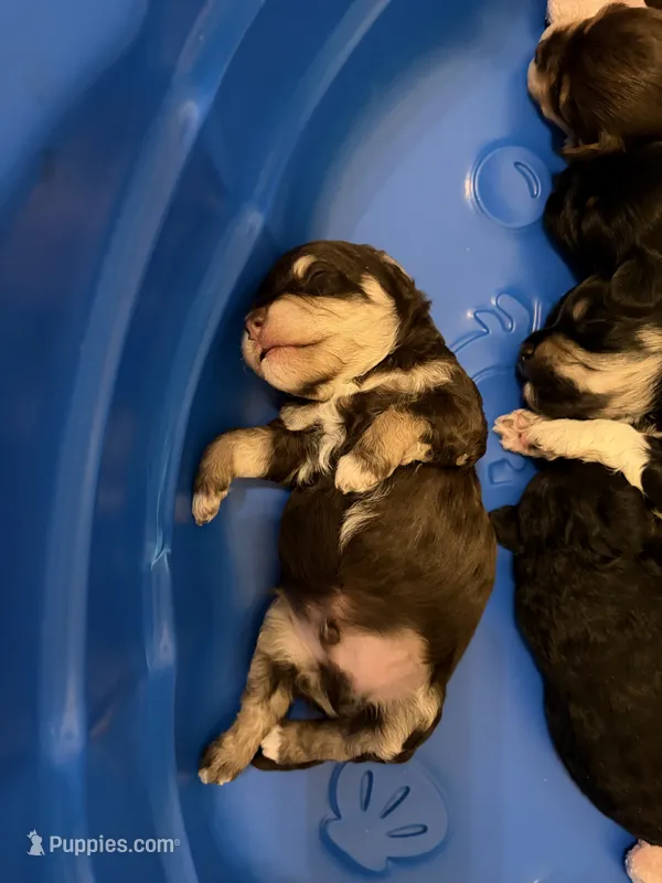 Jack – Havapoo puppy for sale in Colorado Springs, CO