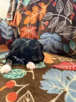 Mittens, a female Havapoo for sale in Colorado Springs, CO – 5 of 7