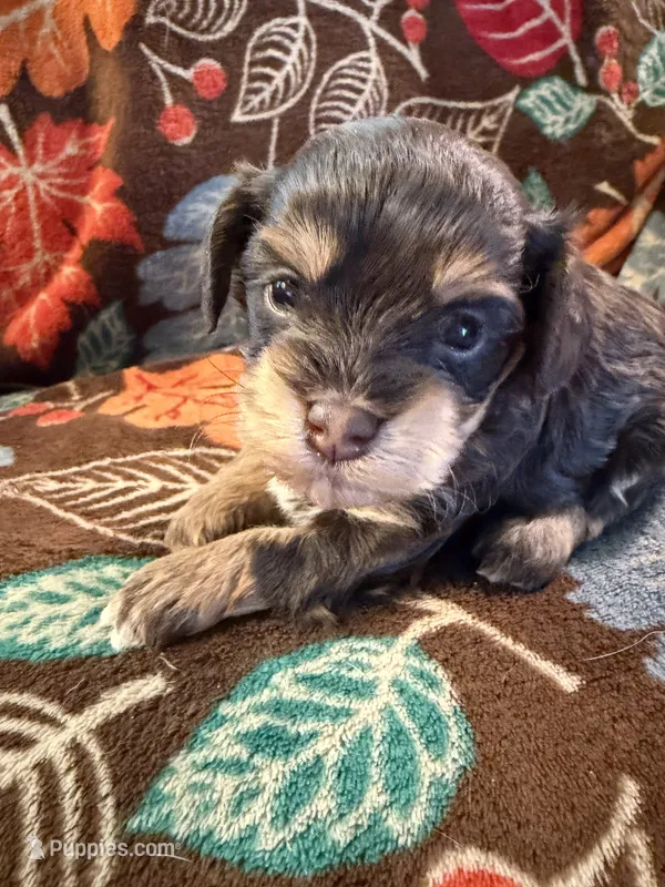Jill – Havapoo puppy for sale in Colorado Springs, CO