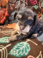 Jill, a female Havapoo for sale in Colorado Springs, CO – 1 of 6