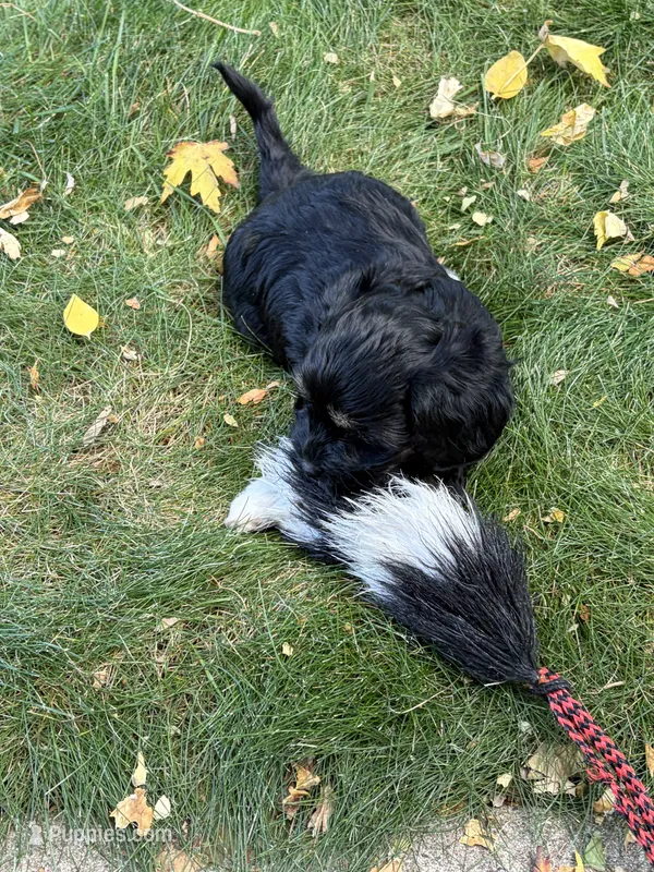 Tucker – Havapoo puppy for sale in Colorado Springs, CO