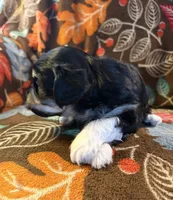 Socks, a male Havapoo for sale in Colorado Springs, CO – 8 of 10