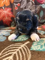 Mittens, a female Havapoo for sale in Colorado Springs, CO – 2 of 7
