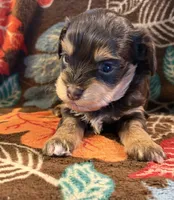 Jill, a female Havapoo for sale in Colorado Springs, CO – 4 of 6