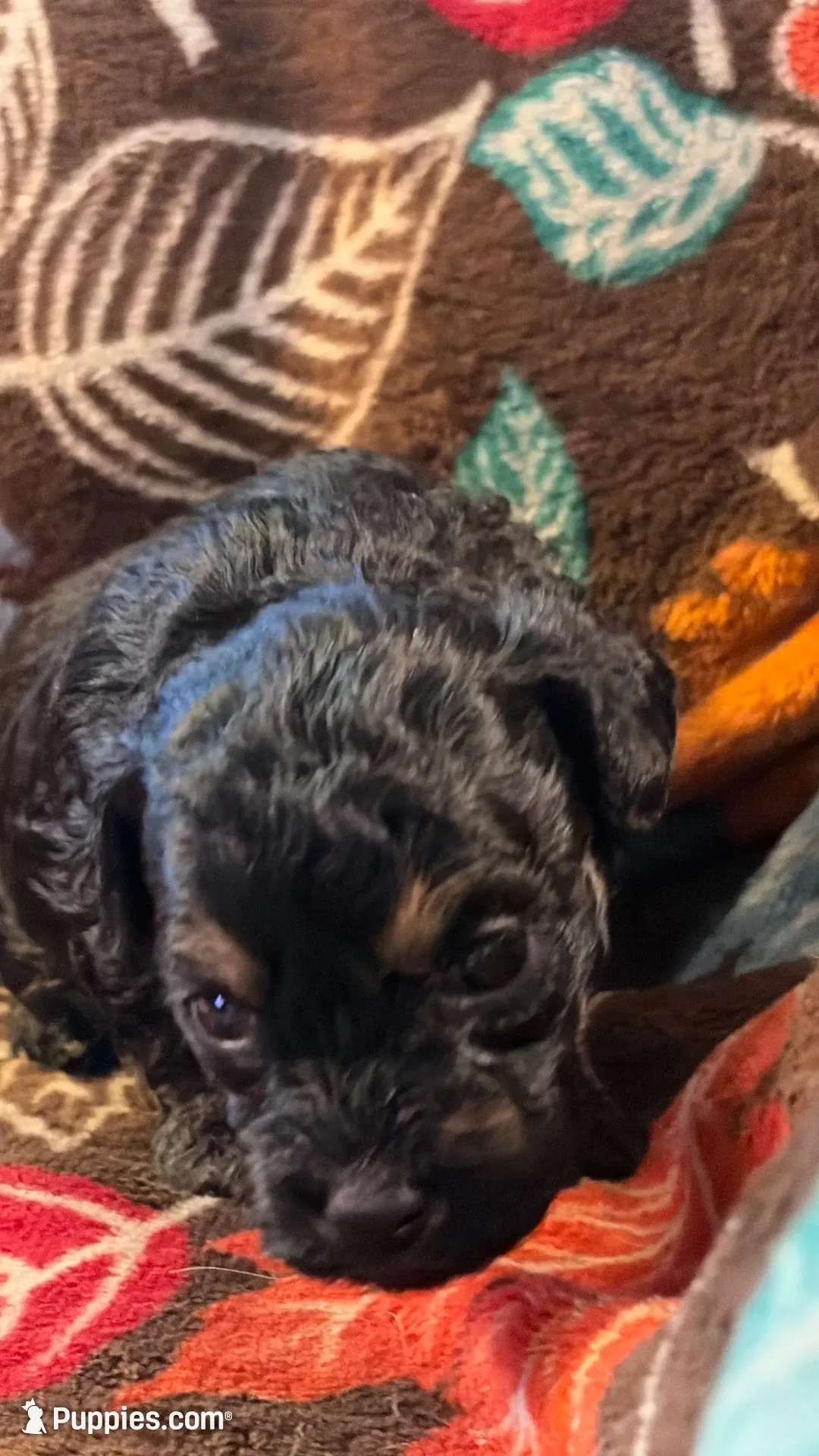 Tucker, a male Havapoo for sale in Colorado Springs, CO – 3 of 6
