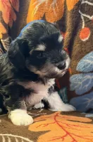 Socks, a male Havapoo for sale in Colorado Springs, CO – 6 of 10