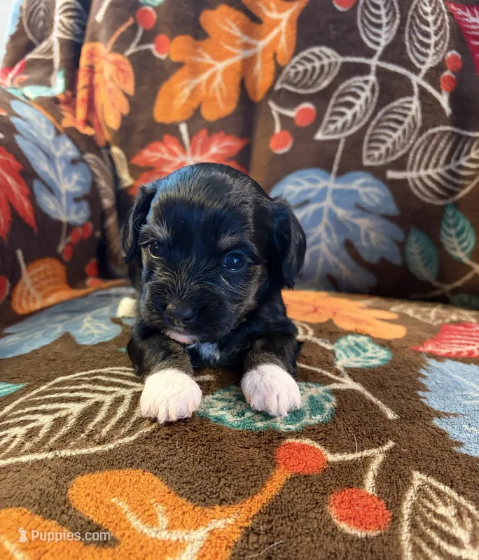 Mittens – Havapoo puppy for sale in Colorado Springs, CO