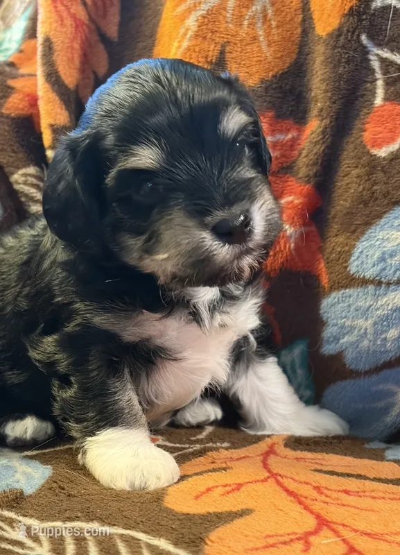 Socks – Havapoo puppy for sale in Colorado Springs, CO