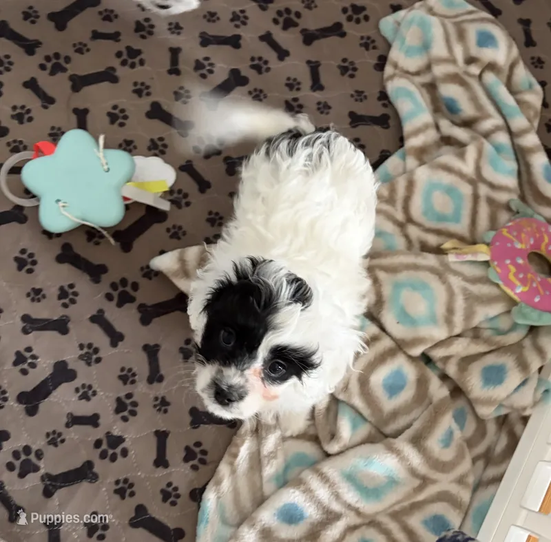 Patches – Cavapoo puppy for sale in Colorado Springs, CO
