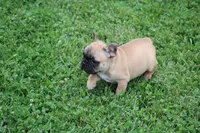 Tobis, a male French Bulldog for sale in Hurdland, MO – 5 of 7