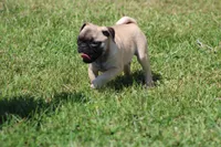 Sue, a female Pug for sale in Hurdland, MO – 3 of 9