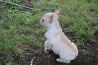 Simbo, a male French Bulldog for sale in Hurdland, MO – 10 of 10