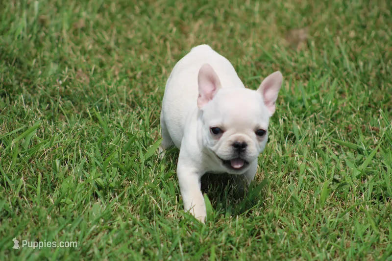 Alice – French Bulldog puppy for sale in Hurdland, MO