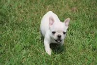 Alice, a female French Bulldog for sale in Hurdland, MO – 1 of 8