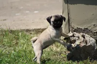 Tonya, a female Pug for sale in Hurdland, MO – 4 of 10