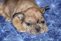 Brent, a male French Bulldog for sale in Hurdland, MO – Photo 1 of 4