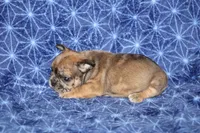 Brent, a male French Bulldog for sale in Hurdland, MO – Photo 2 of 4