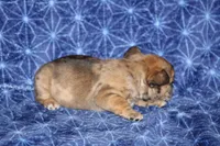 Brent, a male French Bulldog for sale in Hurdland, MO – Photo 3 of 4