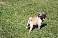 Tonya, a female Pug for sale in Hurdland, MO – 9 of 10
