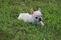 Alice, a female French Bulldog for sale in Hurdland, MO – 3 of 8