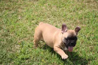 Tobis, a male French Bulldog for sale in Hurdland, MO – 10 of 10