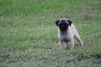 Tonya, a female Pug for sale in Hurdland, MO – 8 of 9