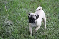 Sue, a female Pug for sale in Hurdland, MO – 5 of 7