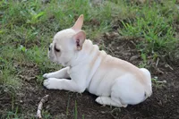 Simbo, a male French Bulldog for sale in Hurdland, MO – 9 of 10