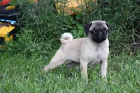 Tonya, a female Pug for sale in Hurdland, MO – 6 of 9