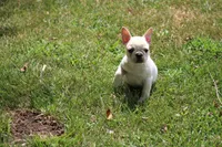 Simbo, a male French Bulldog for sale in Hurdland, MO – 7 of 10