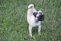 Sue, a female Pug for sale in Hurdland, MO – 4 of 7